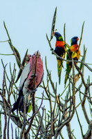 131121-Galahs and Lorikeets in the African Tulip Tree-3