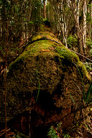 Binna Burra Rainforest Walk Fallen Tree