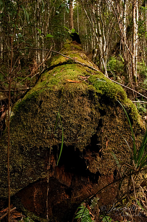 Binna Burra Rainforest Walk Fallen Tree