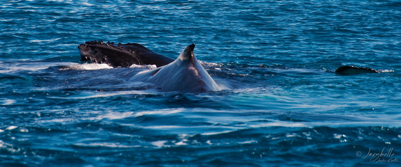 Humpback Whale calf  resting on it's mother in Hervey Bay