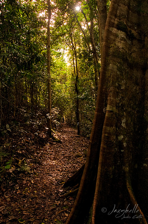 Binna Burra Rainforest Walk Path