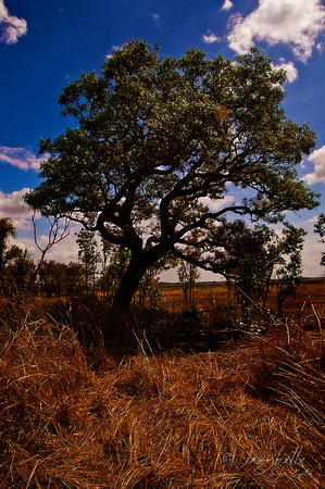 West Arnhem Land - Milkwood tree infront of burial site