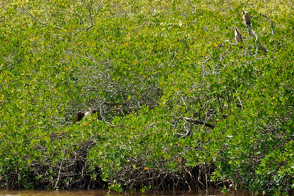 120120 Noosa River lake Cooroibah Waterbirds (1 of 2) copy