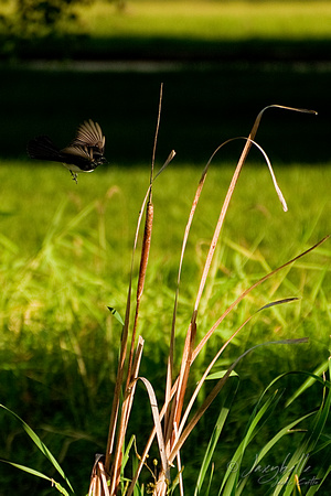 Willie Wagtail  in flight Rhipidura leucophrys