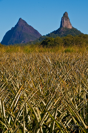 Mt Beewah and Mt Coonowrin behind pineapple feilds (1 of 4)