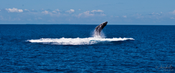 Humpback Whale - Calf Breaching 2