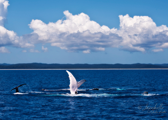 Humpback Whales - Mother, Calf and Escort at play