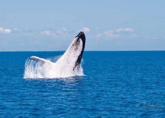 Humpback Whale -  Breaching 1a