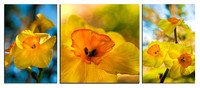 Jonquil Triptych - SAMPLE ONLY