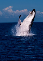 Humpback Whale  Breaching