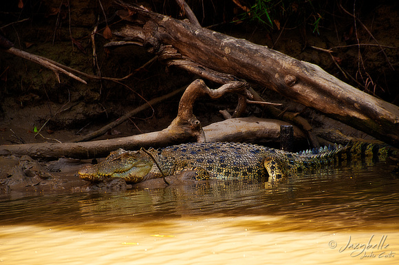Kakadu  - East Alligator River  Saltwater Crocodile 1