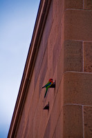 Canberra, War Memorial a colourful parrot looks for a drink