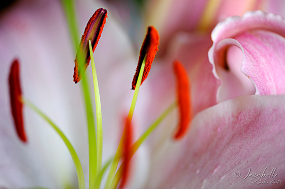 120822 Pink & White Lily (1 of 13)
