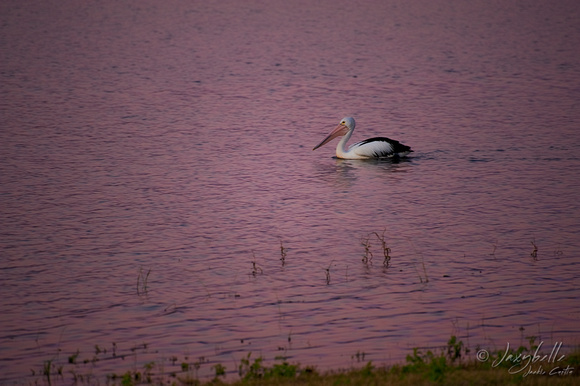 Pelican swimming at sunset.
