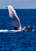 Humpback Whale Fin Slapping
