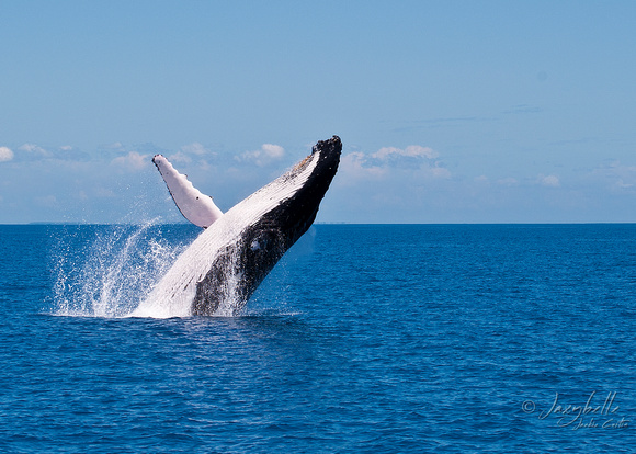 Humpback Whale -  Breaching 1b
