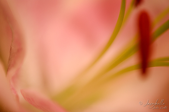 120820 Pink & White Lily (13 of 15)