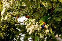 Lorikeets enjoying the flowering gum tree-14
