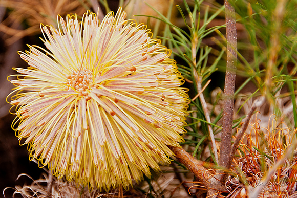 110619 Lesueur National Park Banksia leptophylla