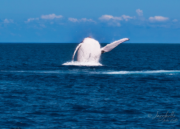 Humpback Whale -  Breaching 4c