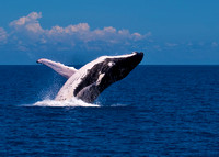 Humpback Whale  Breaching