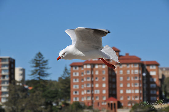 Seagull spying someones lunch