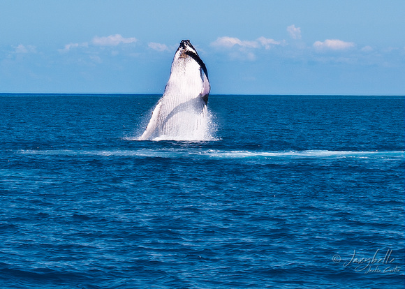 Humpback Whale -  Breaching 4a