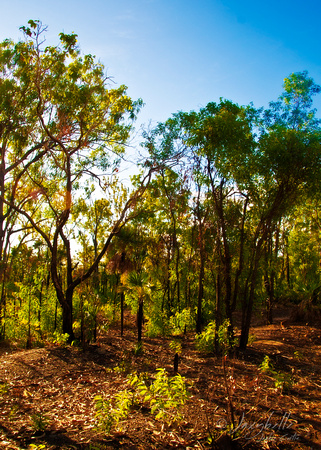 Darwin - Afternoon light on bushland