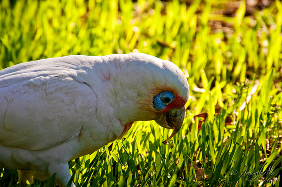 Gardem Birds, male corella enjoying the grass