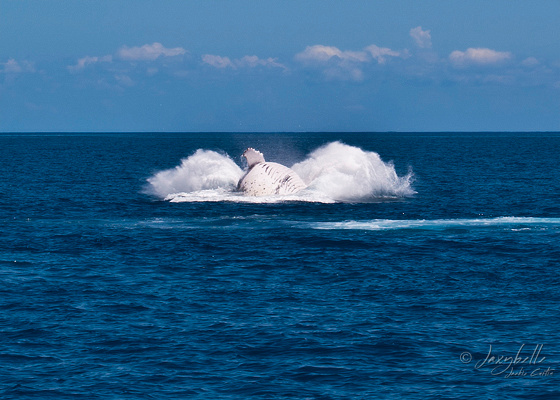 Humpback Whale -  Breaching 4d