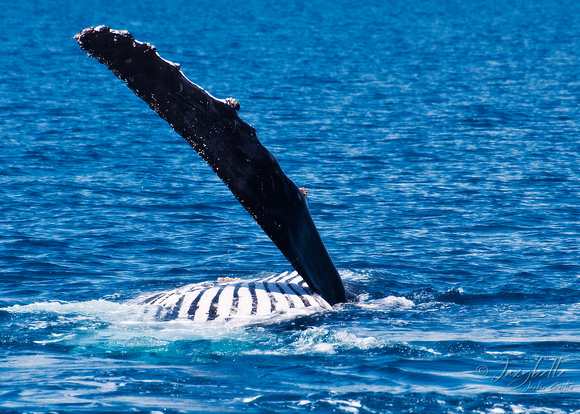 Humpback Whale - Swimming on it's back