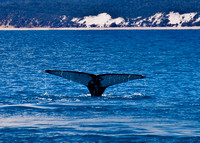 Humpback Whale Tail near Fraser Island