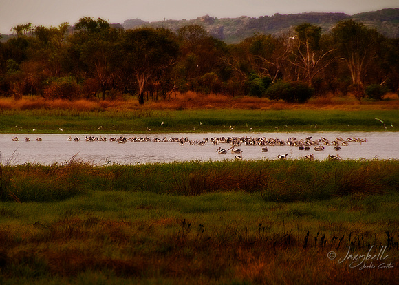 West Arnhem Land - Pelicans at a Billabong