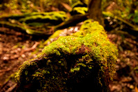 Binna Burra Rainforest Walk Mossy Fallen Tree
