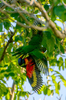 140223-Lorikeets love is in the trees 2