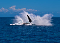 Humpback Whale -  Breaching 2d